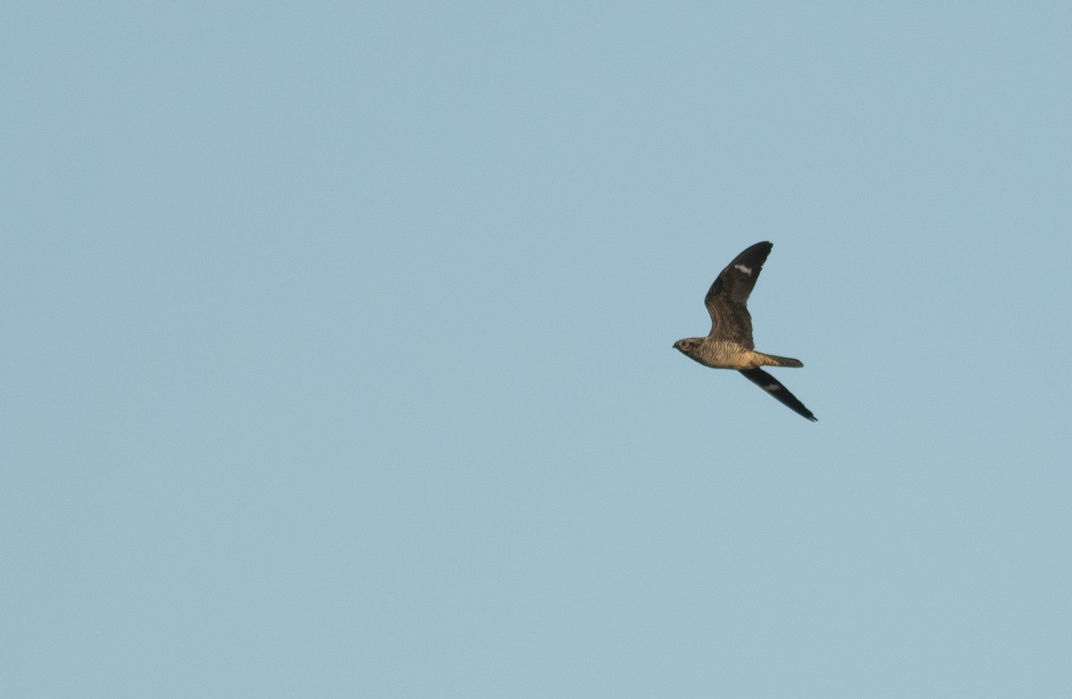 Common Nighthawk - ML116798841