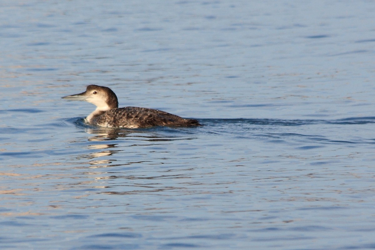 Common Loon - Manfred Bienert