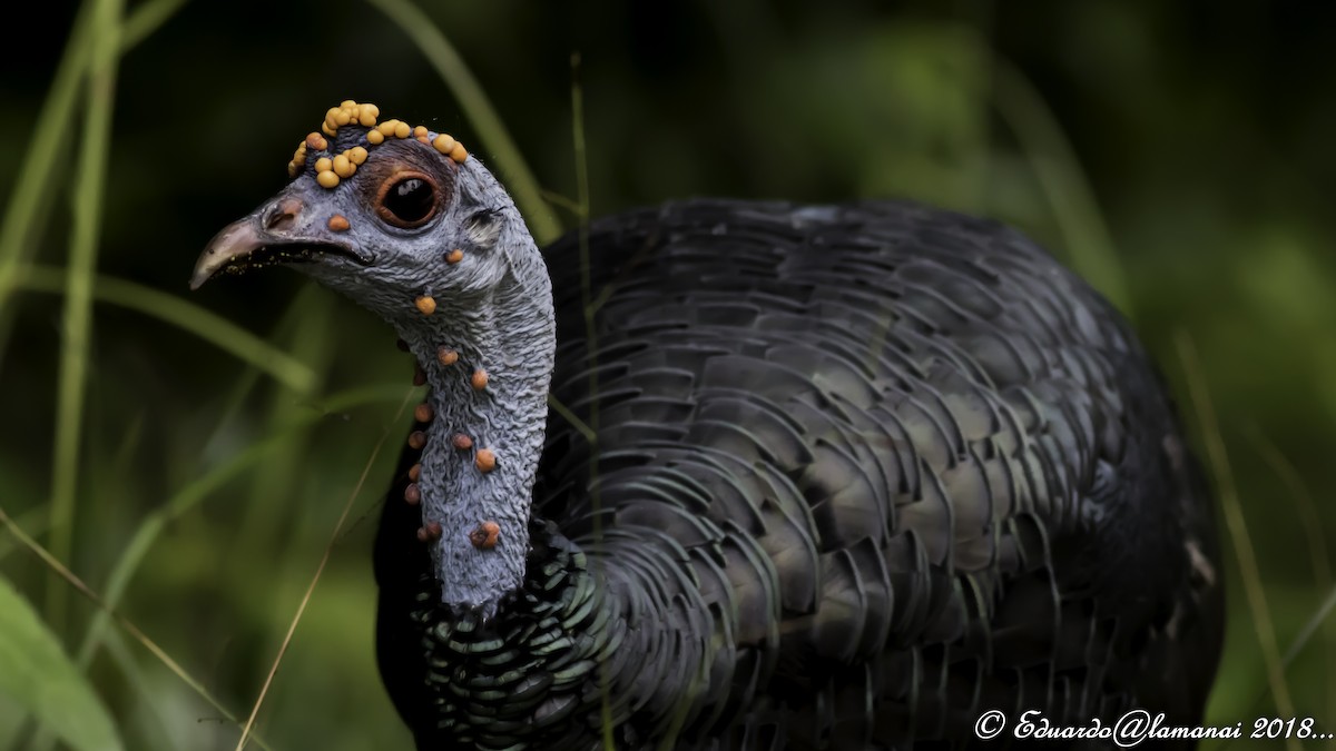 Ocellated Turkey - Jorge Eduardo Ruano