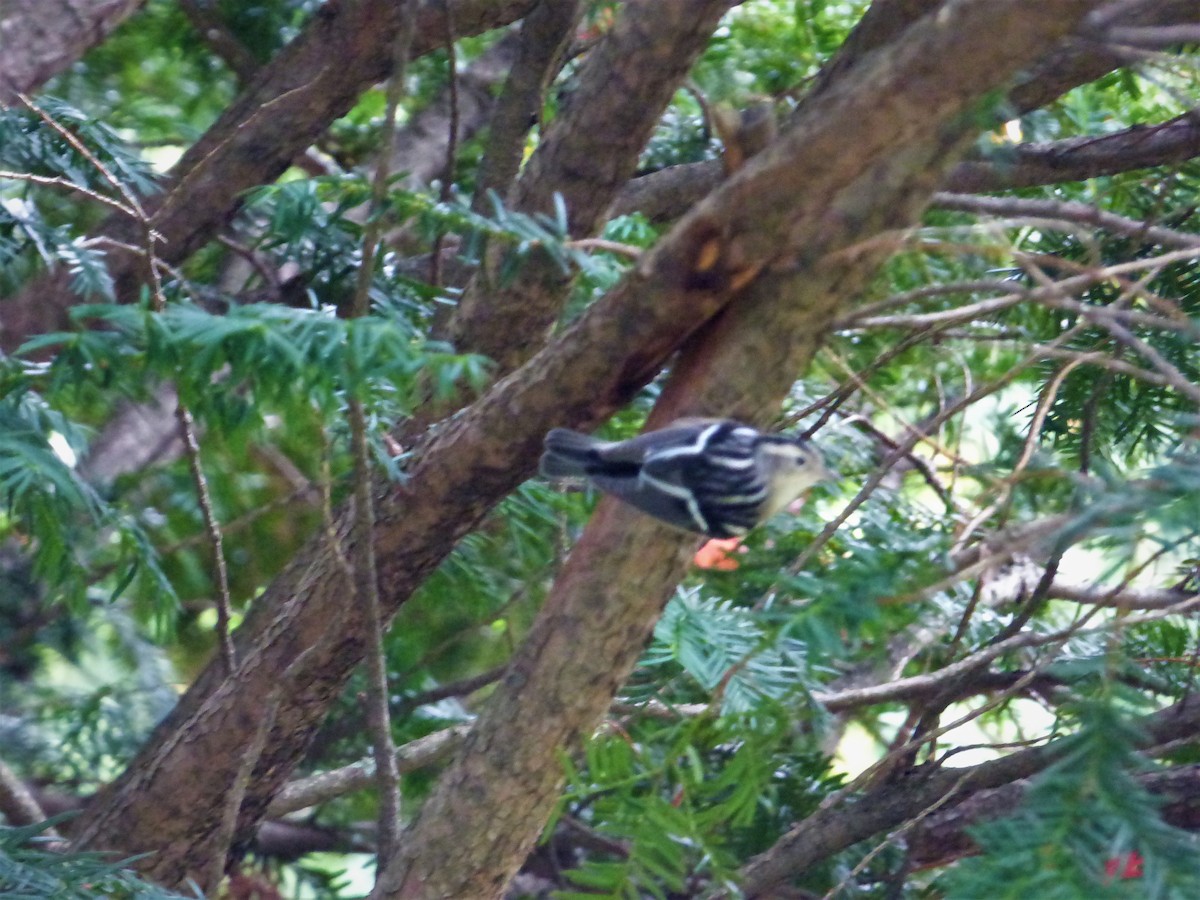 Black-and-white Warbler - ML116799861