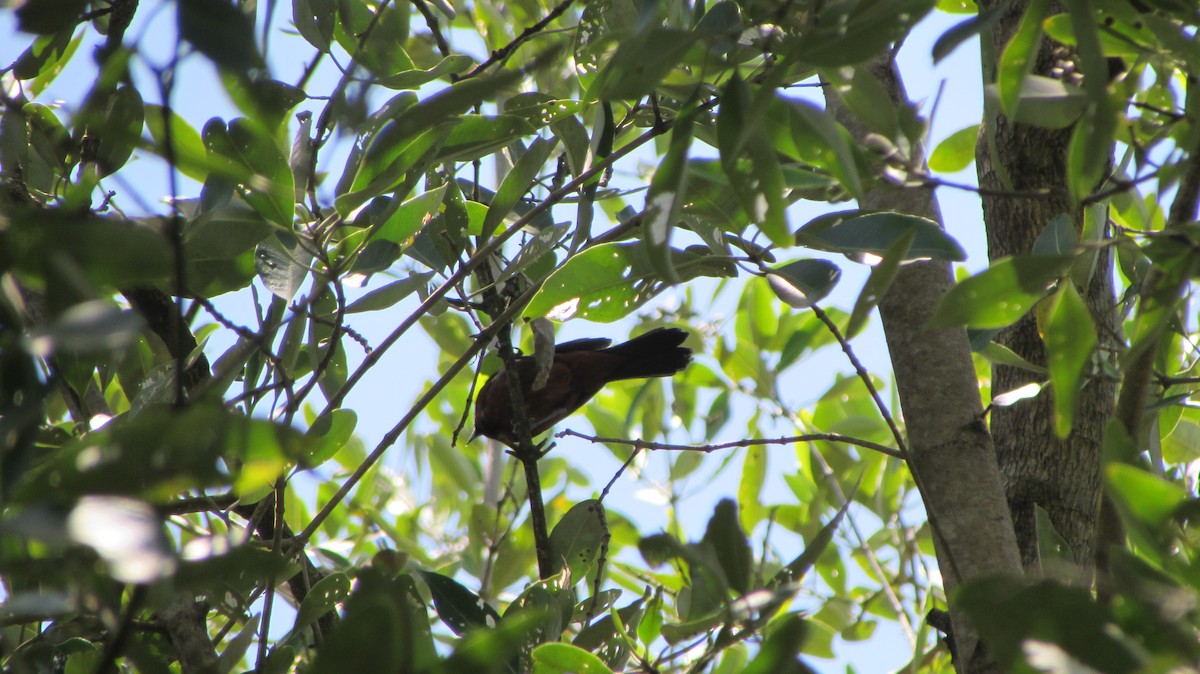 Turpial Castaño - ML116800251