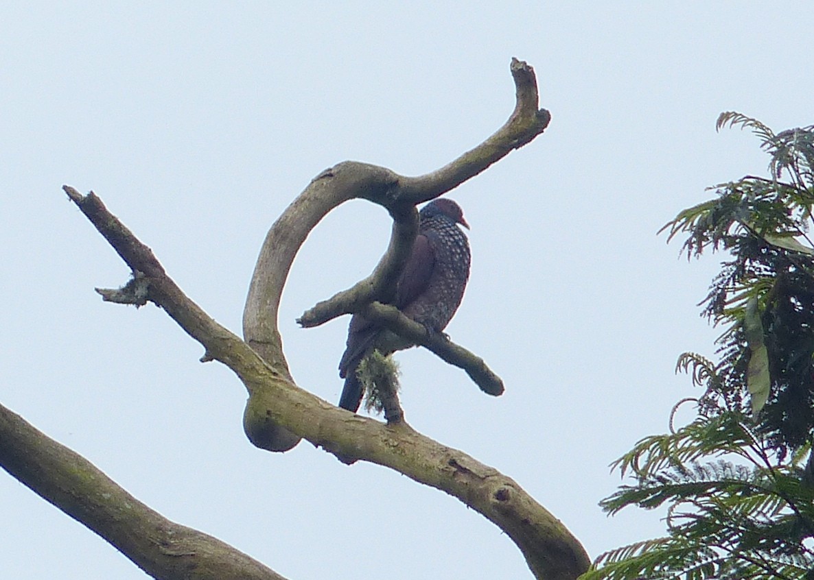 Scaled Pigeon - ML116800401