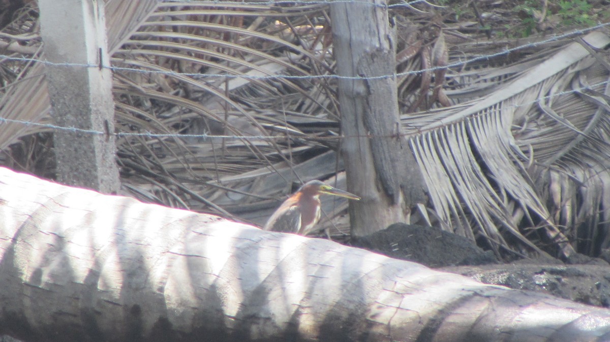 Green Heron - Mónica Pacas