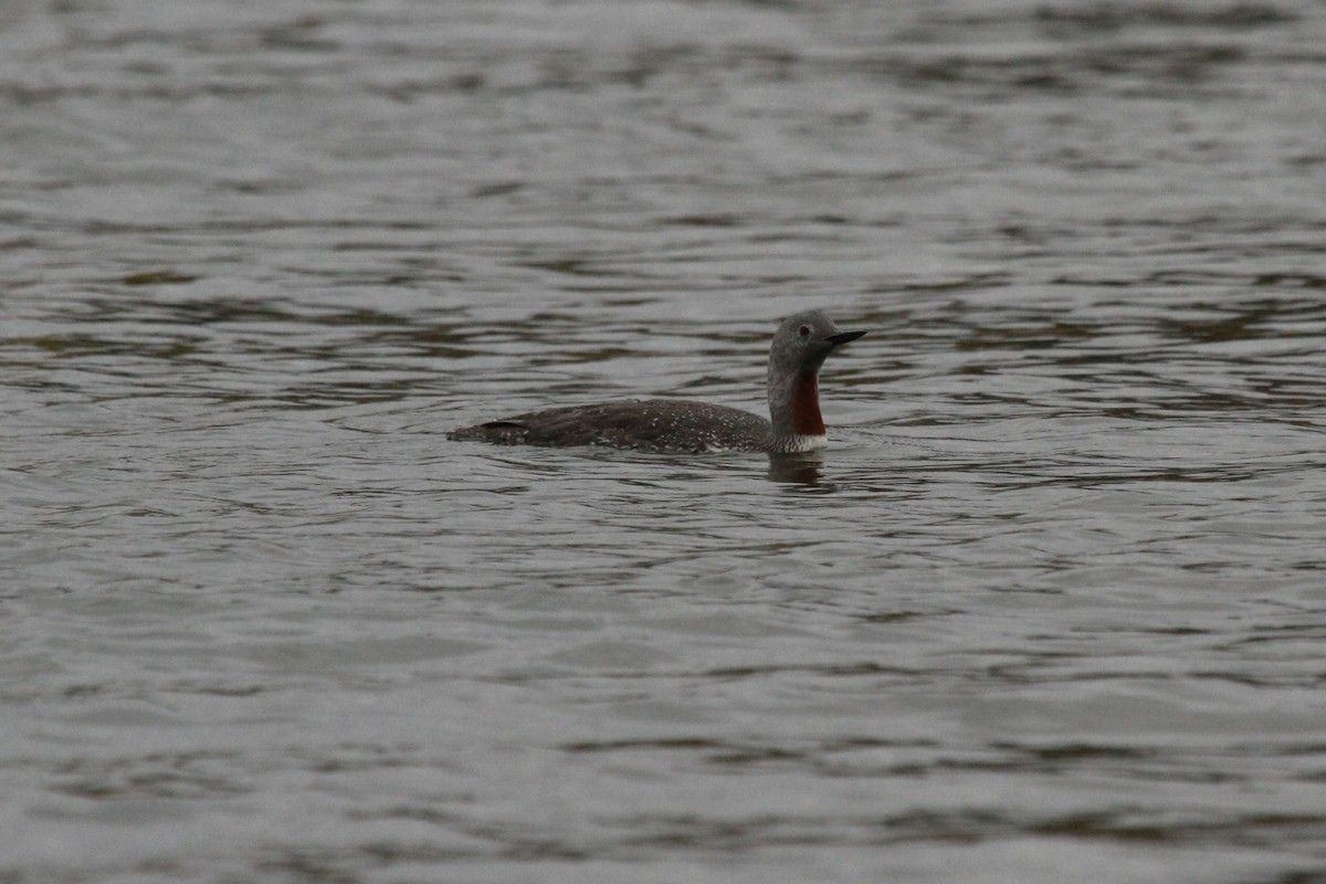 Red-throated Loon - Geoffrey Urwin