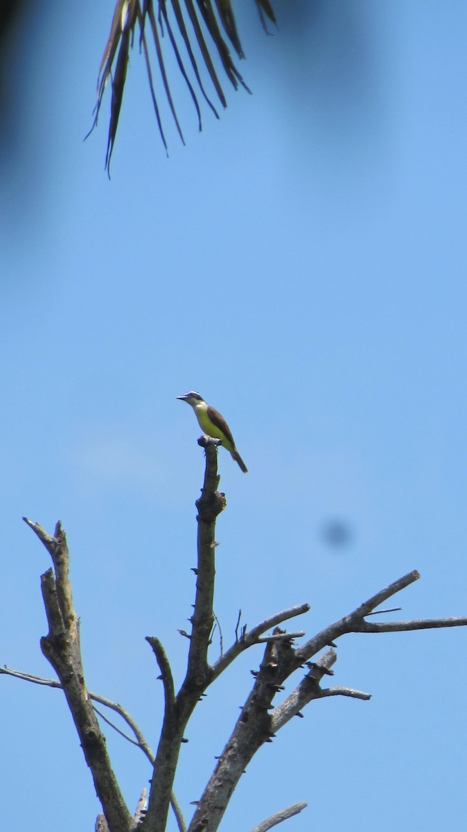 Great Kiskadee - ML116801871