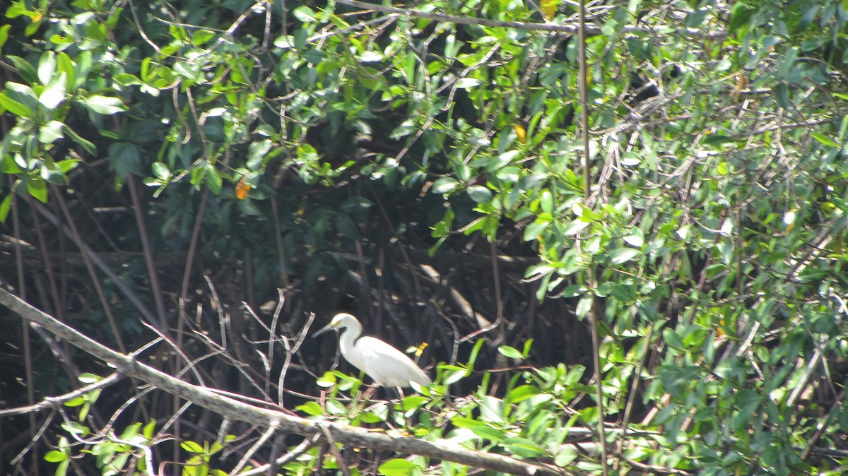 Snowy Egret - ML116801981