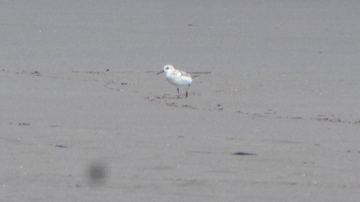 Bécasseau sanderling - ML116802461