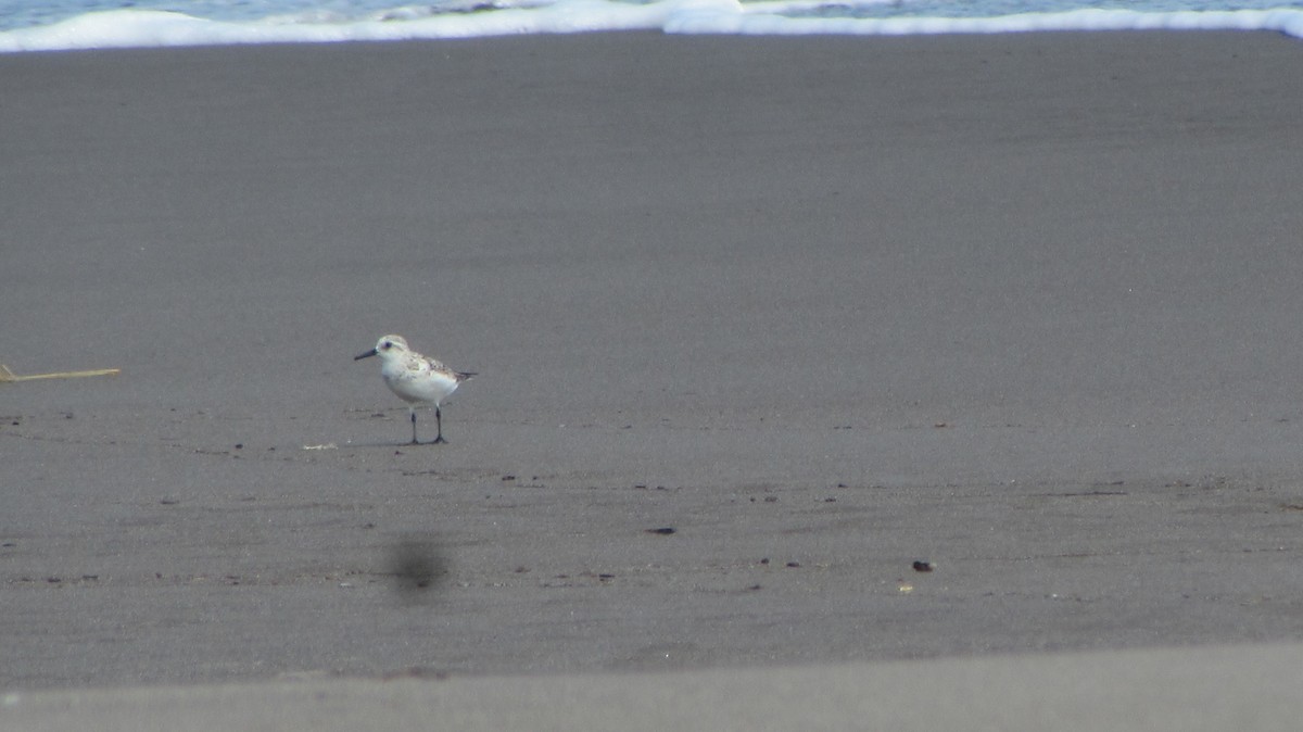 Bécasseau sanderling - ML116802501