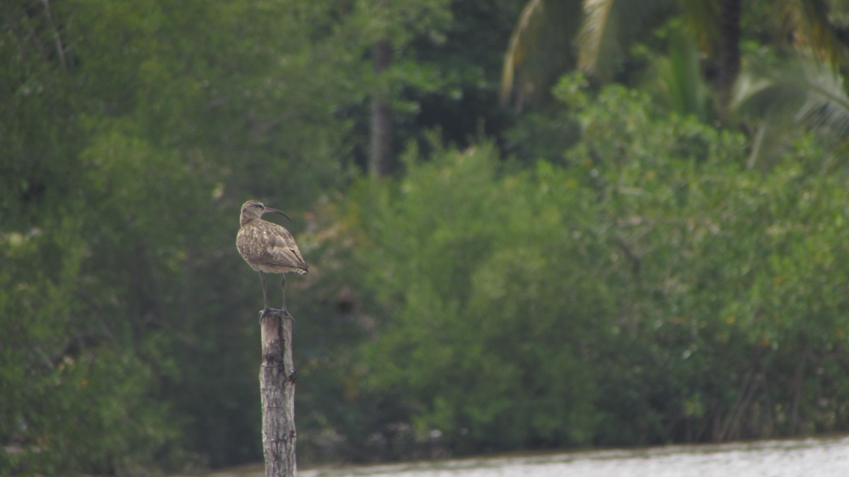 Whimbrel - ML116802891