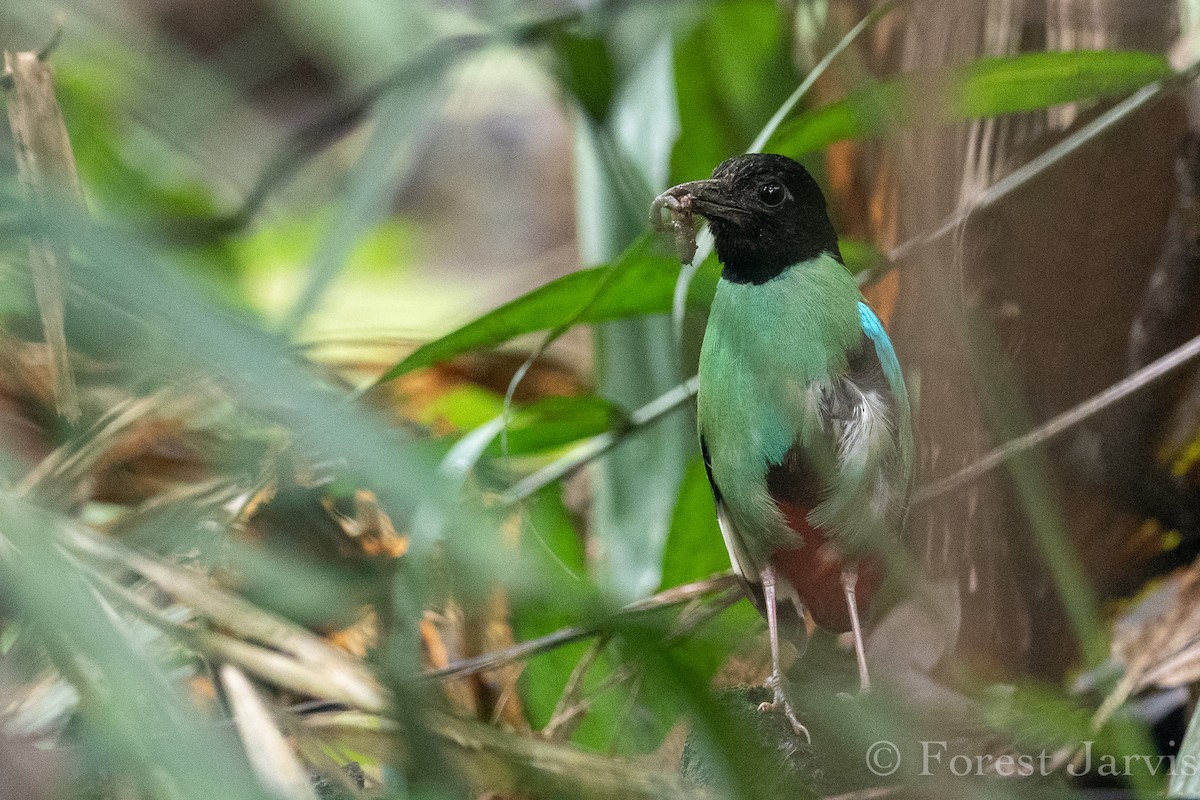 Western Hooded Pitta - Forest Botial-Jarvis