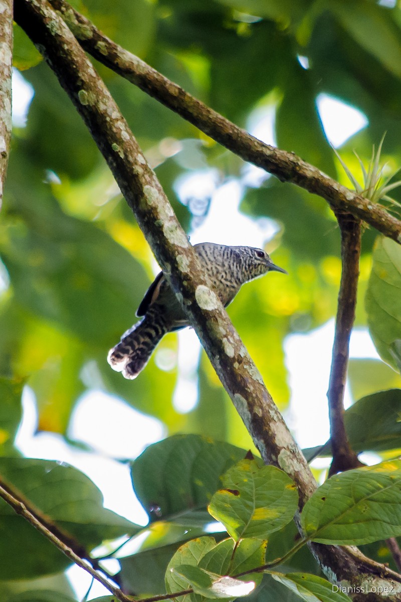 Speckle-breasted Wren - ML116803351