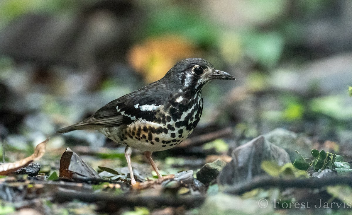 Ashy Thrush - Forest Botial-Jarvis