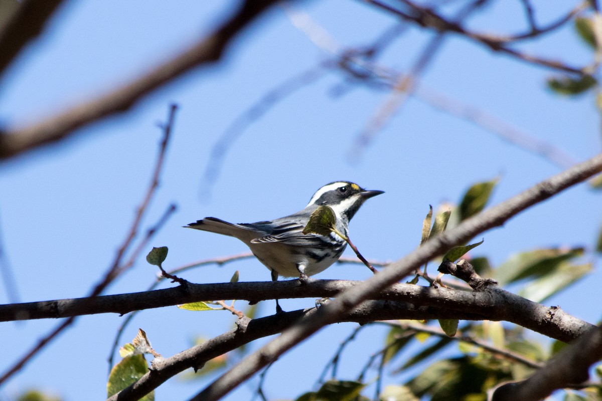 Black-throated Gray Warbler - ML116805321