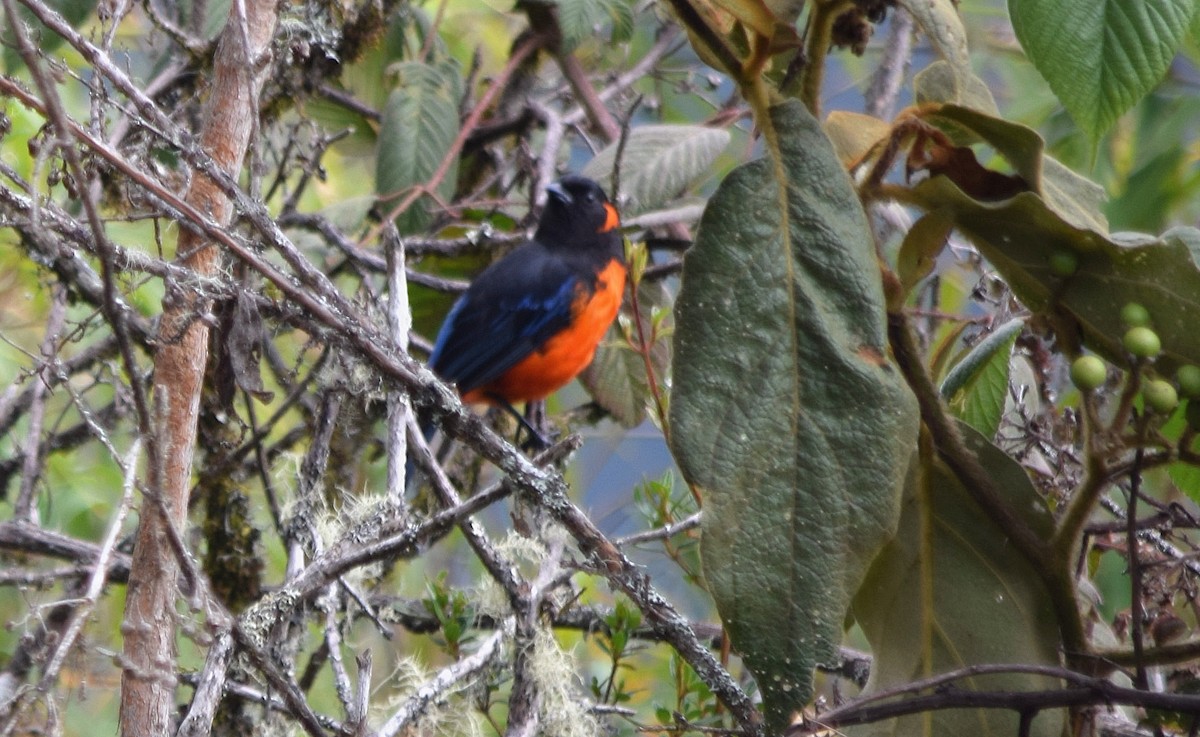 Scarlet-bellied Mountain Tanager - ML116805791
