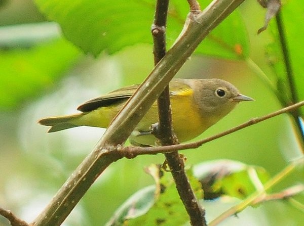 Nashville Warbler - ML116805841