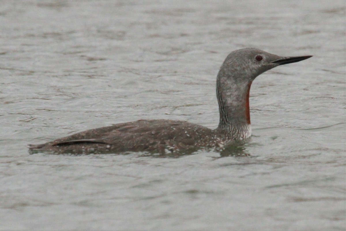 Red-throated Loon - Geoffrey Urwin