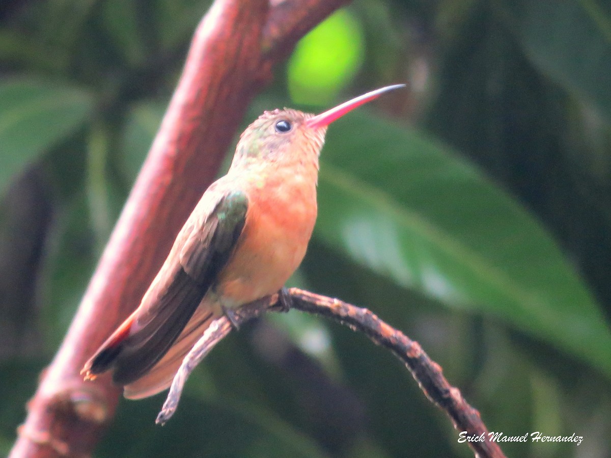 Cinnamon Hummingbird - Erick Hernandez