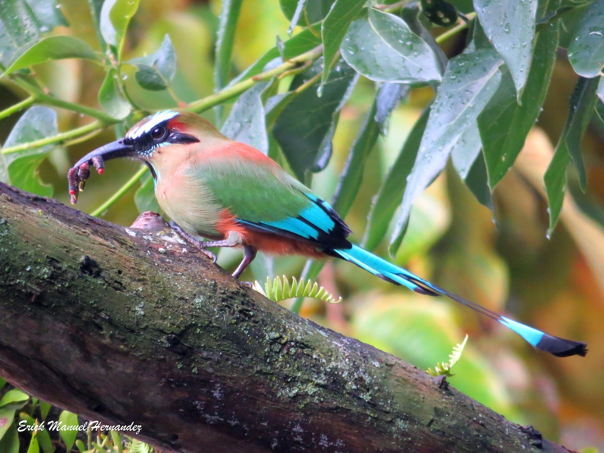 Turquoise-browed Motmot - ML116810861