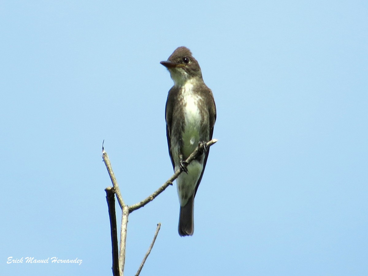 Olive-sided Flycatcher - ML116811591