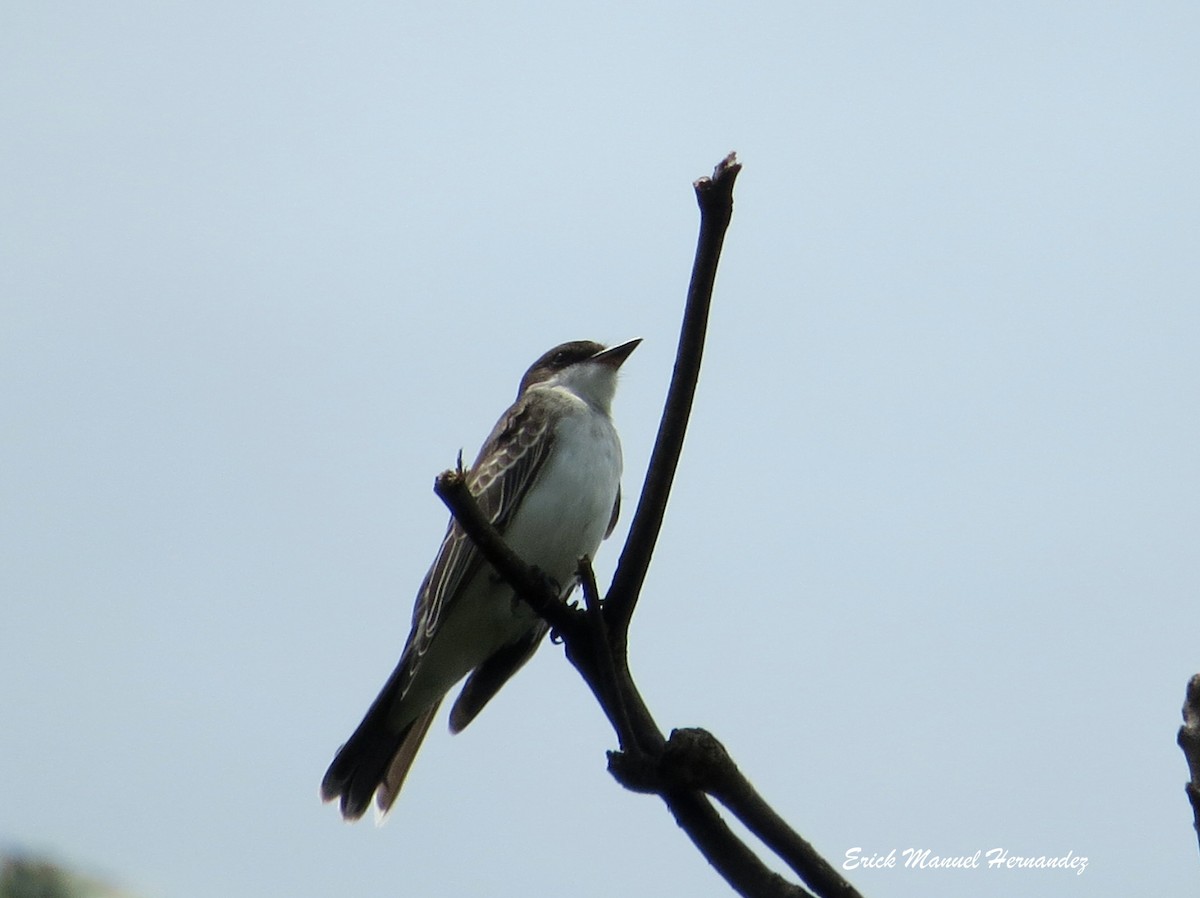 Eastern Kingbird - ML116811651