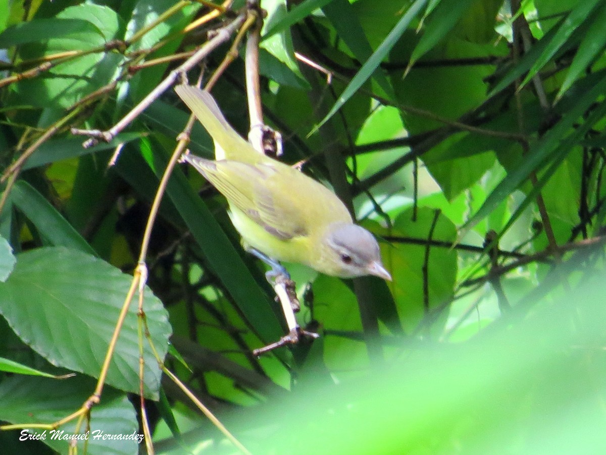 Yellow-green Vireo - Erick Hernandez