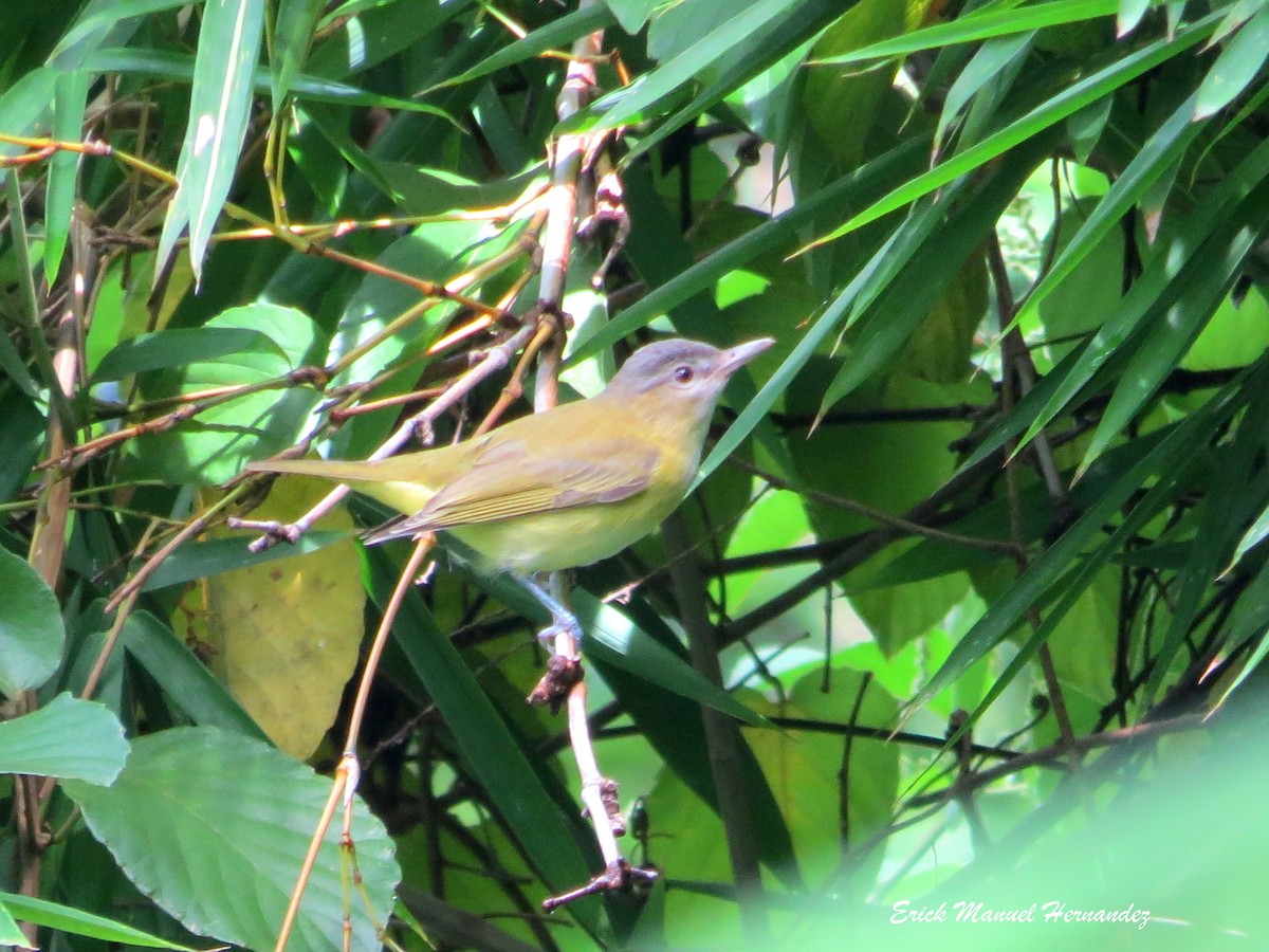 Yellow-green Vireo - Erick Hernandez