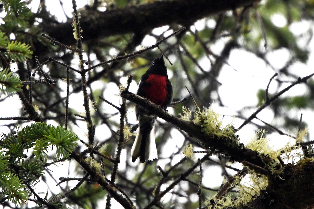 Painted Redstart - ML116811901