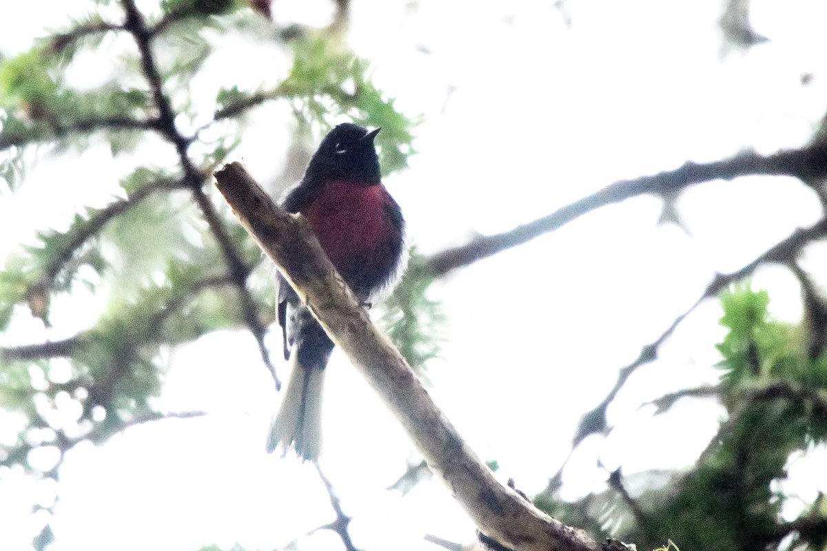 Painted Redstart - ML116811921