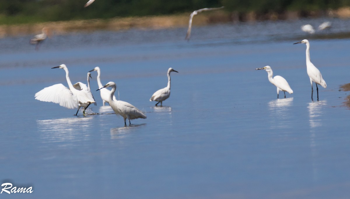 Little Egret - Rama Neelamegam