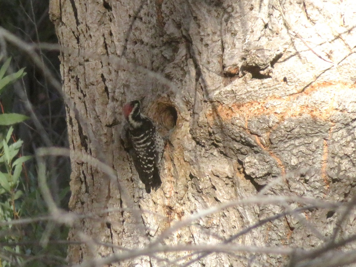 Nuttall's Woodpecker - ML116814811