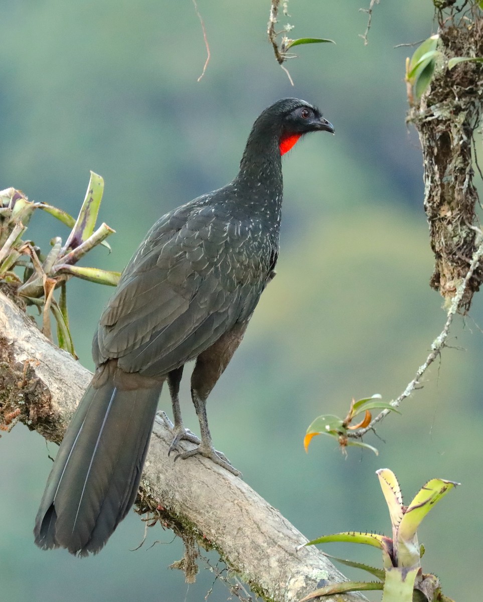 Dusky-legged Guan - Anonymous