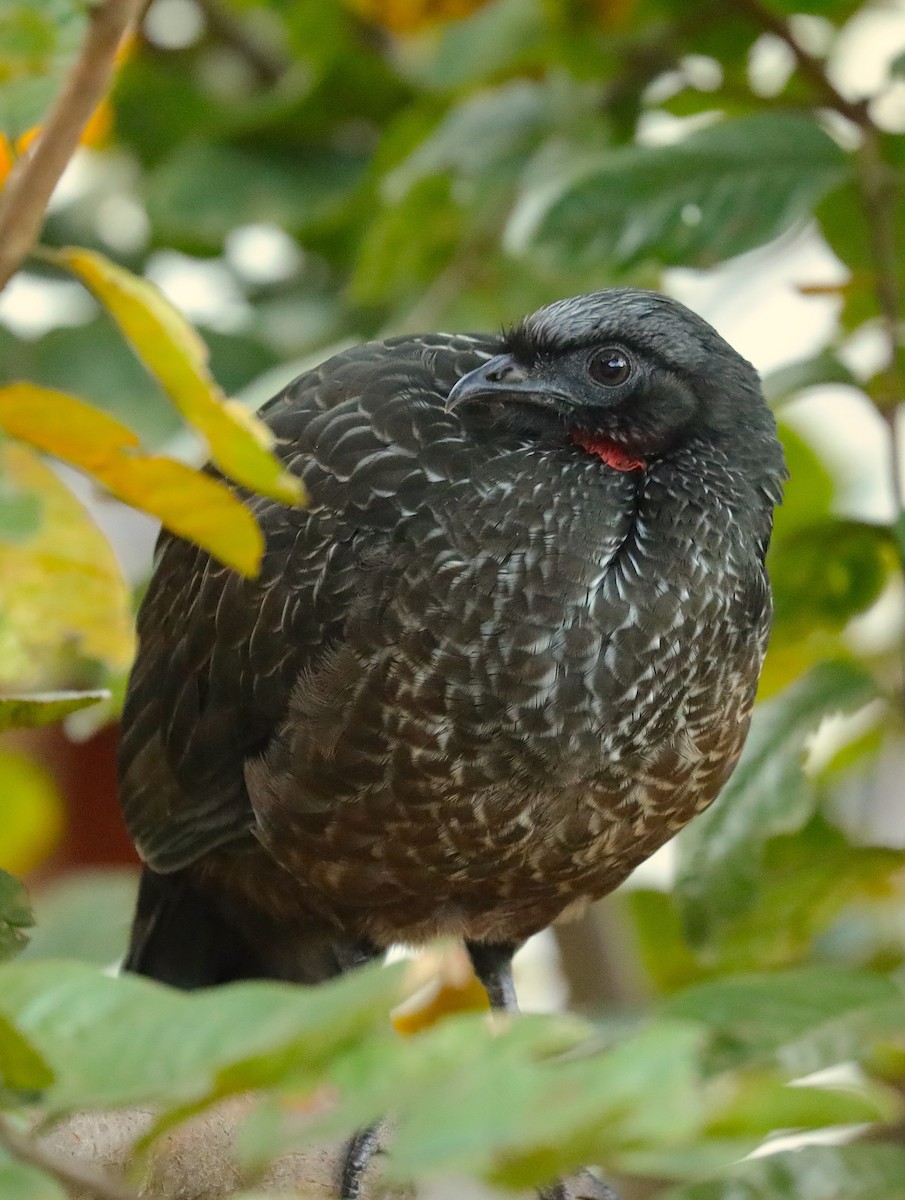 Dusky-legged Guan - Anonymous