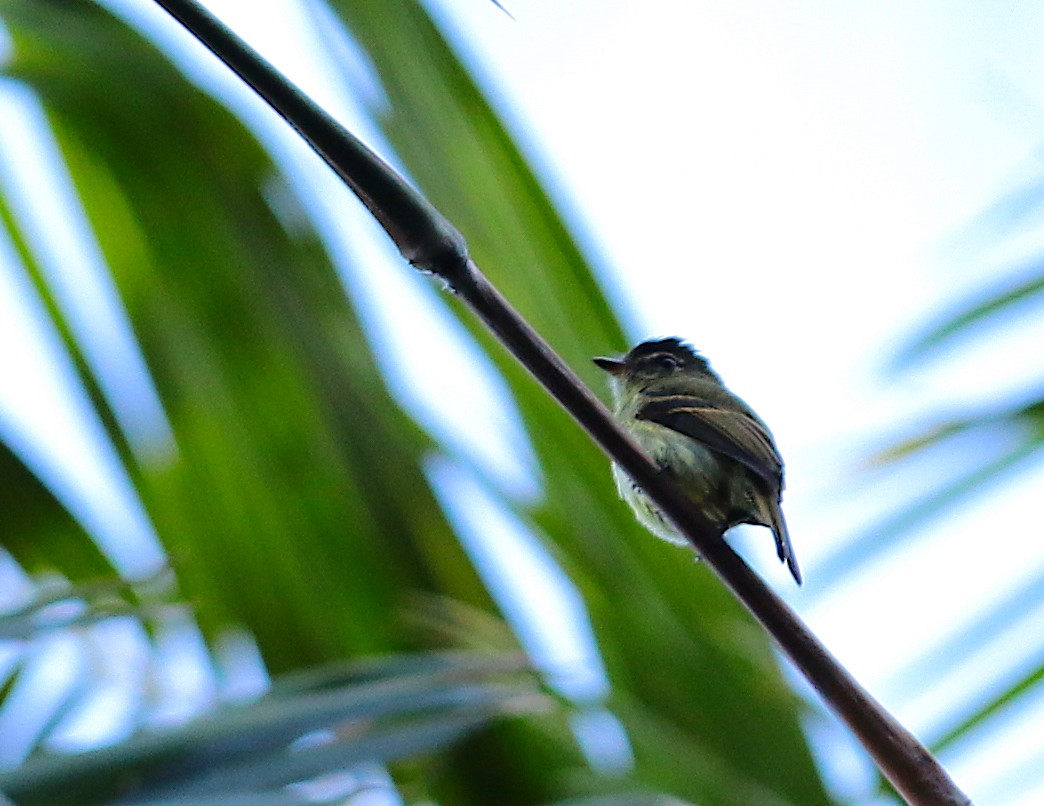 Large-headed Flatbill - ML116819531