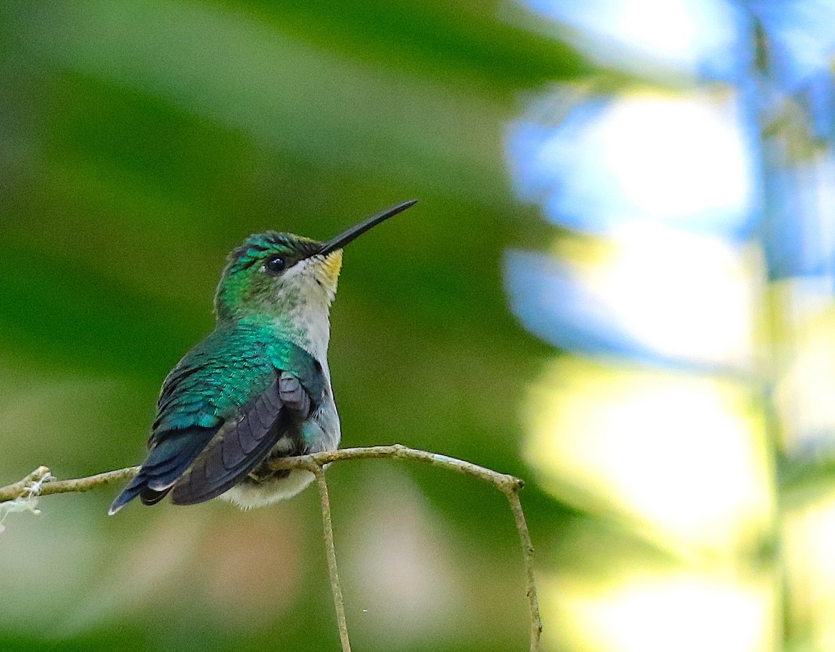 Violet-capped Woodnymph - ML116819681