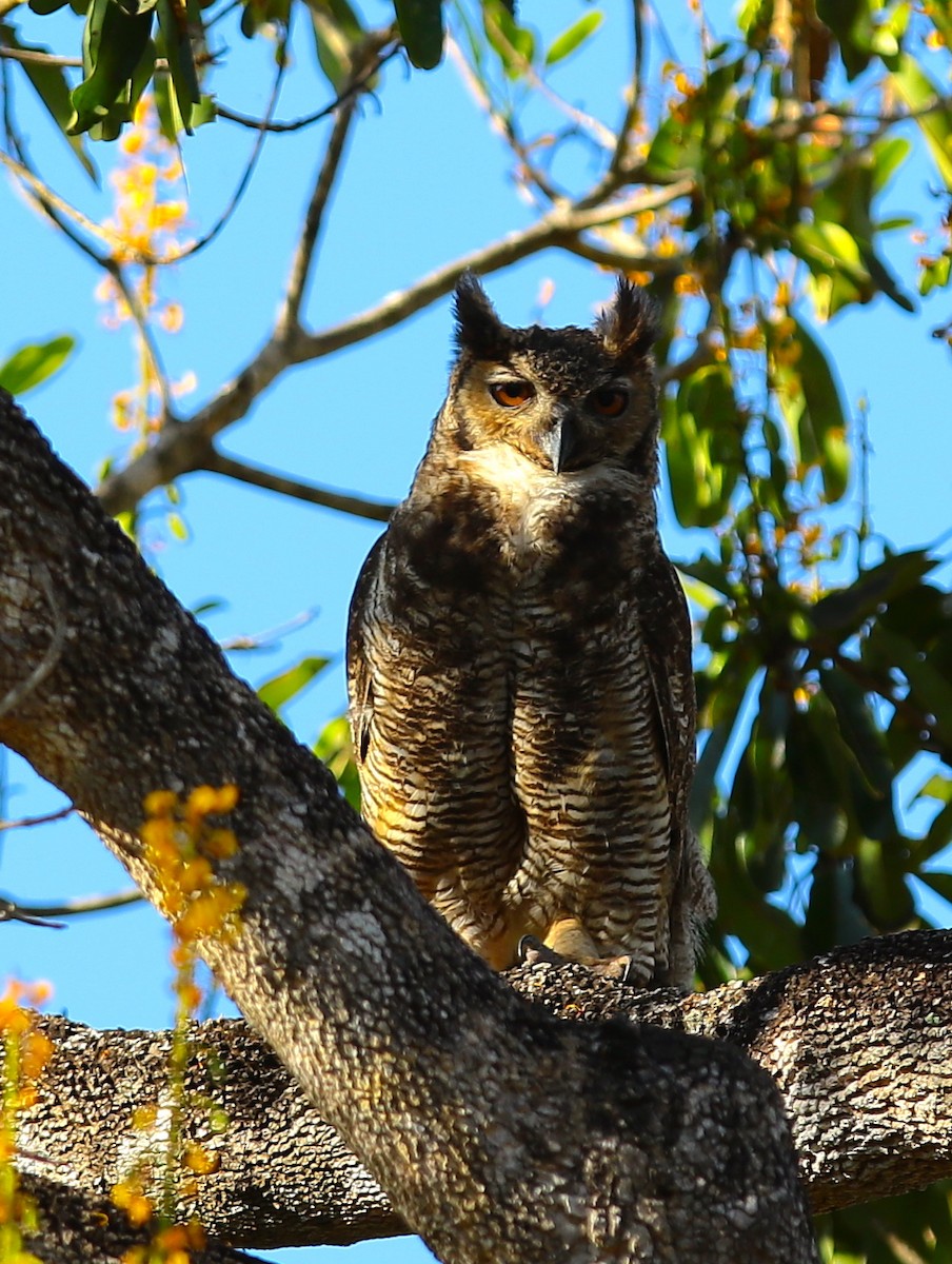 Great Horned Owl - ML116819921