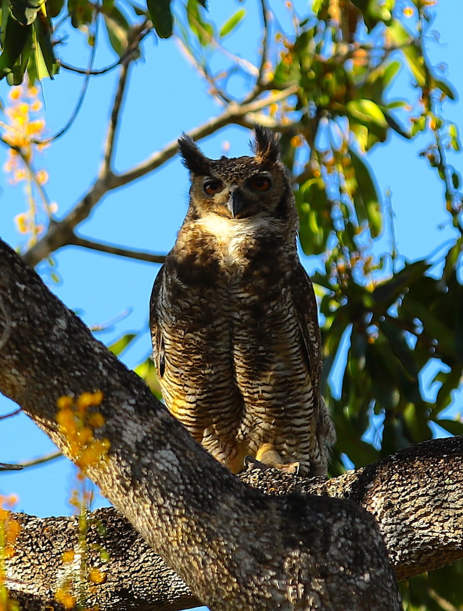 Great Horned Owl - ML116819931