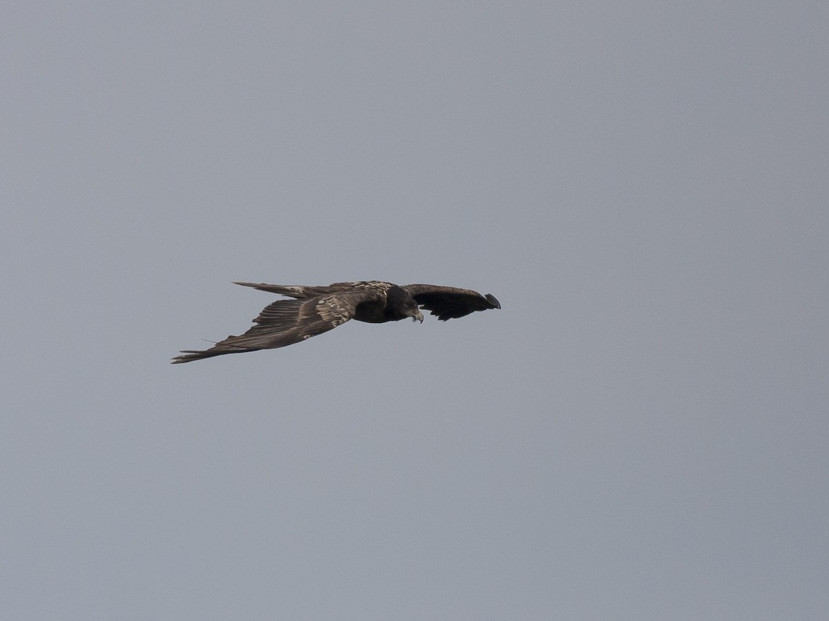 Bearded Vulture - ML116820161