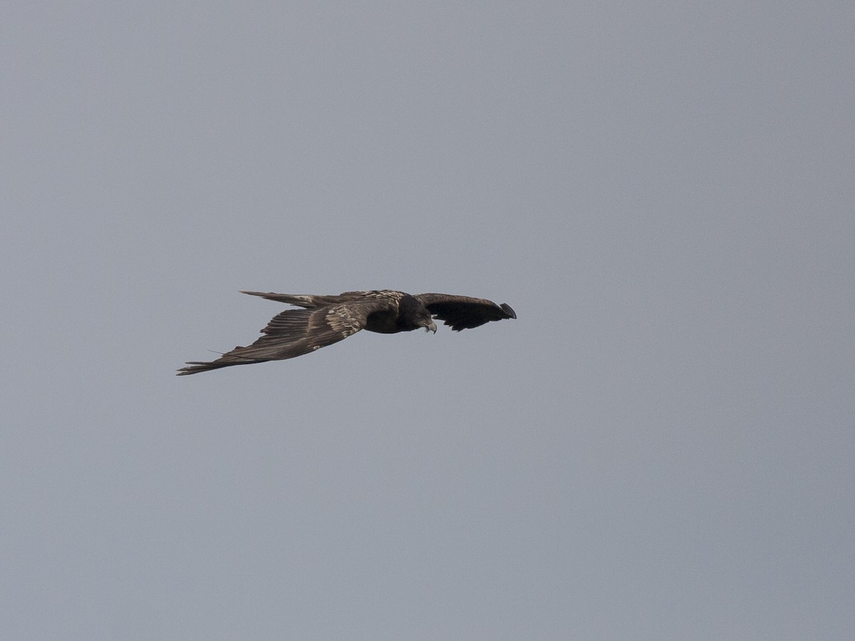 Bearded Vulture - ML116820161