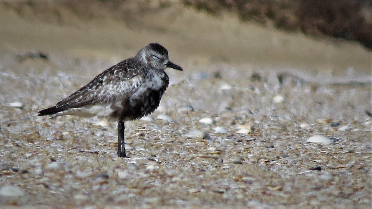 Black-bellied Plover - Ash Allnutt