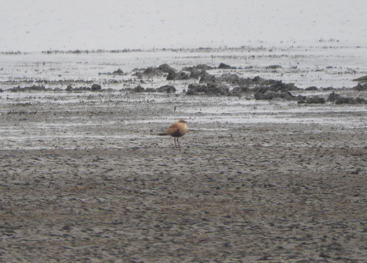 Australian Pratincole - ML116820951