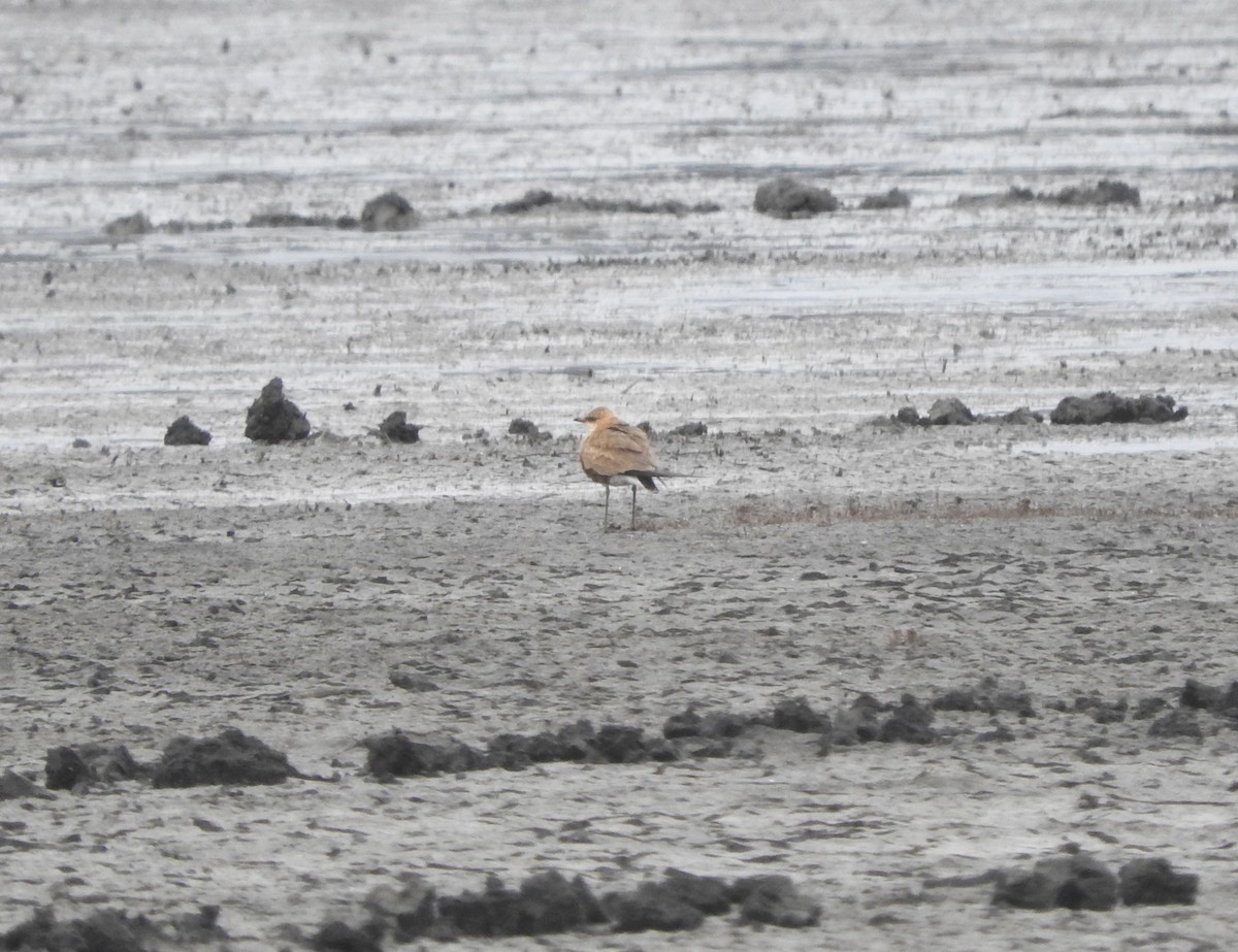 Australian Pratincole - ML116820961