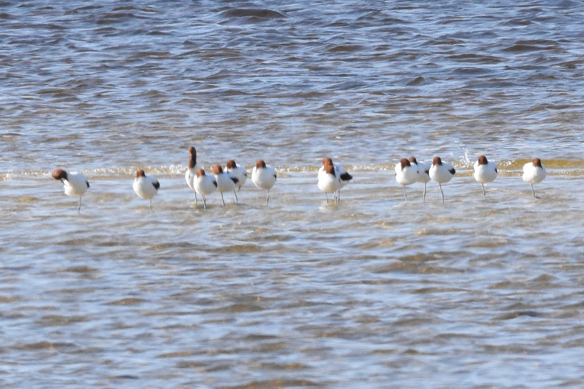 Red-necked Avocet - ML116821361