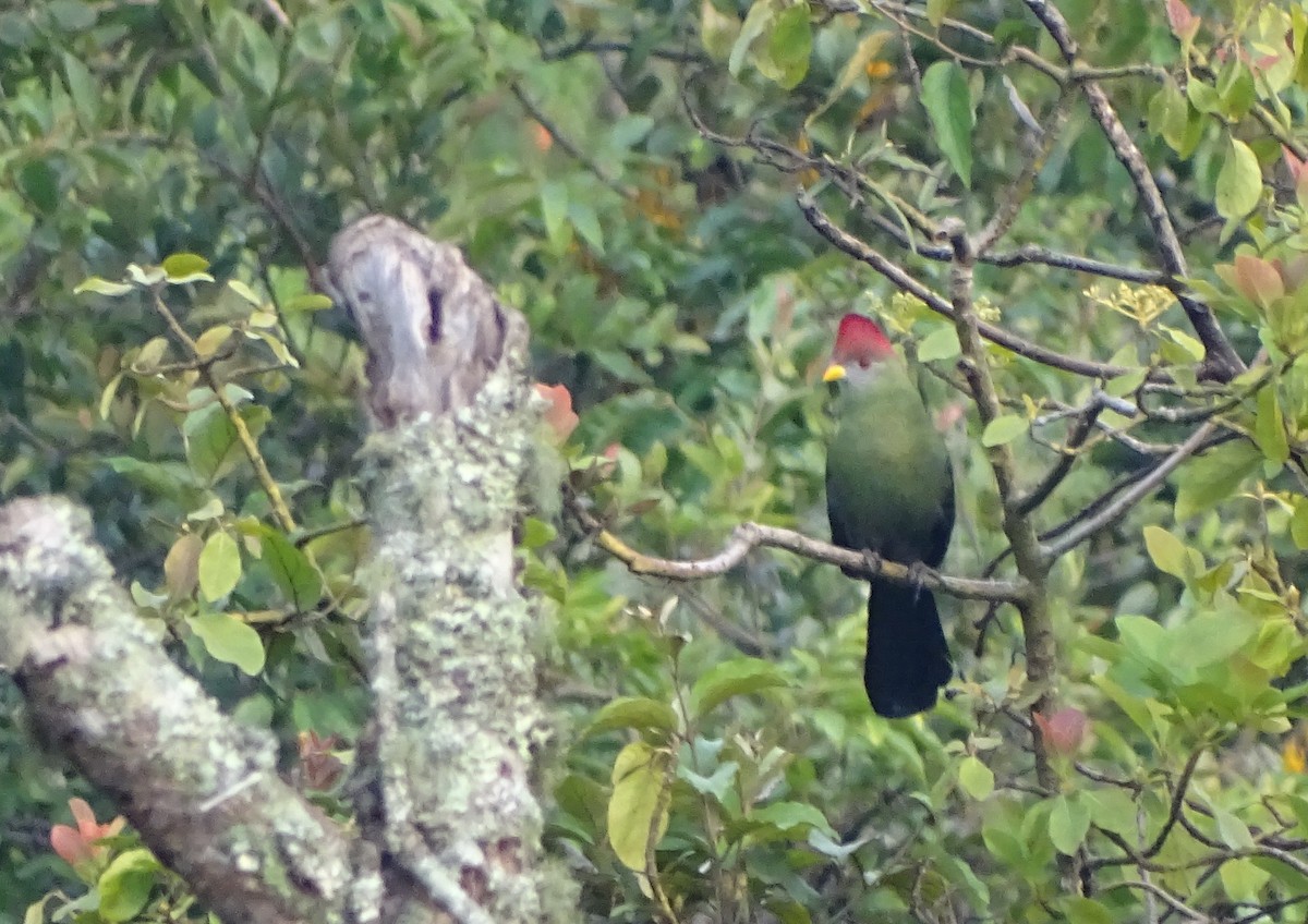 Bannerman's Turaco - Marc Languy