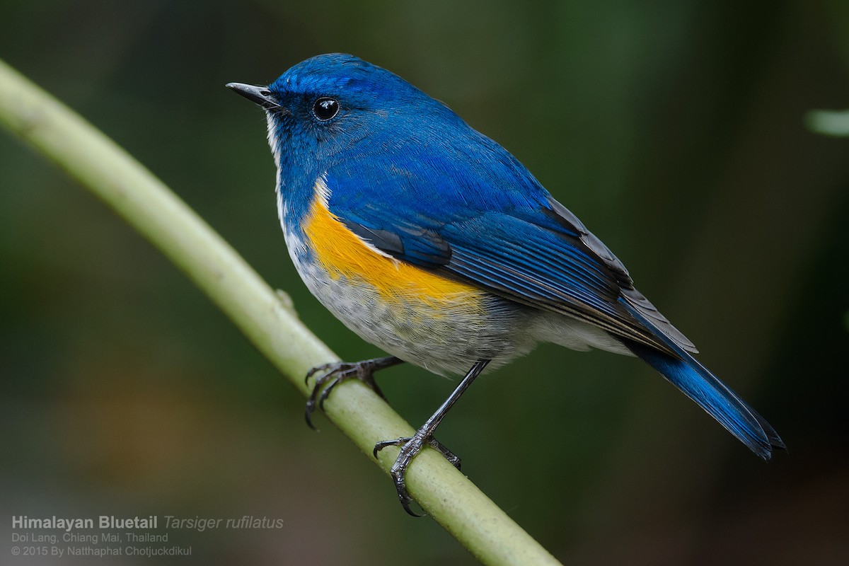 Himalayan Bluetail - ML116823031