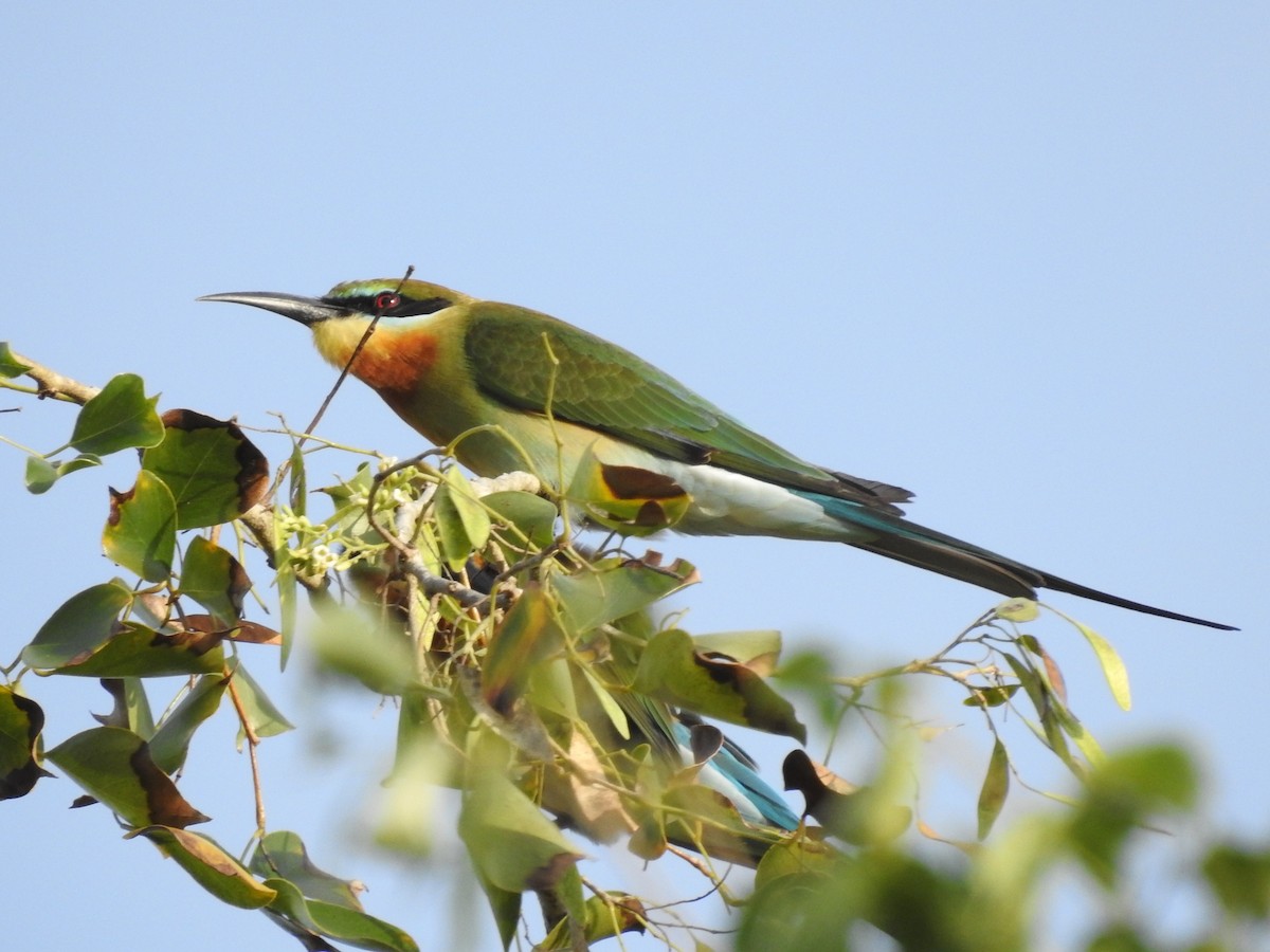 Blue-tailed Bee-eater - Manjunath R S
