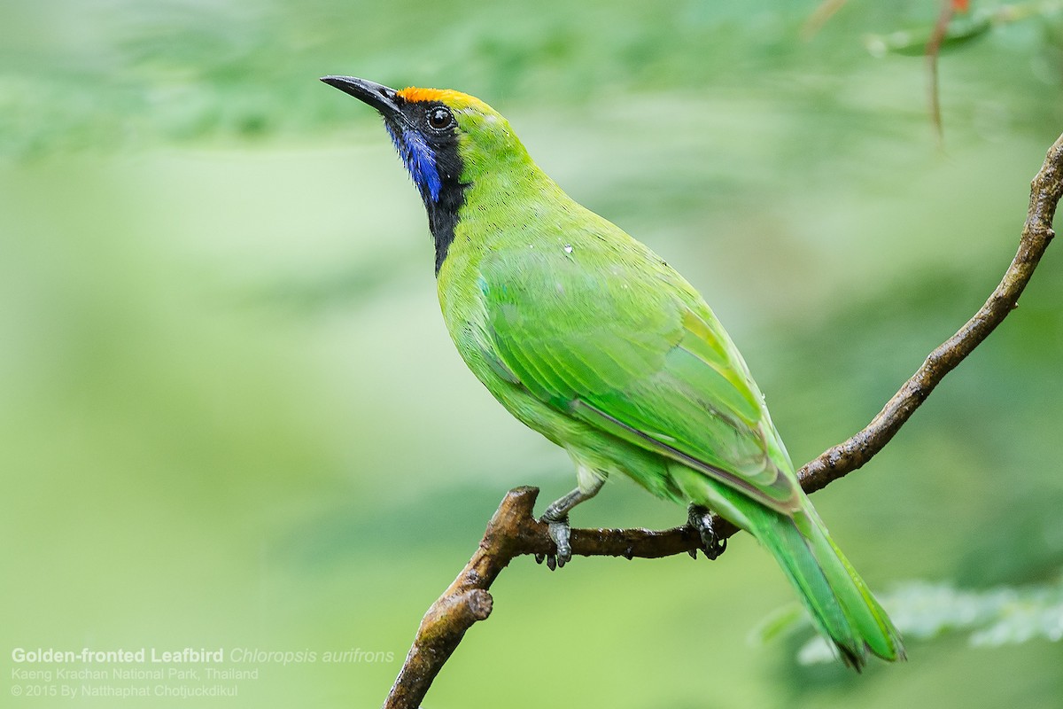 Golden-fronted Leafbird - ML116826041