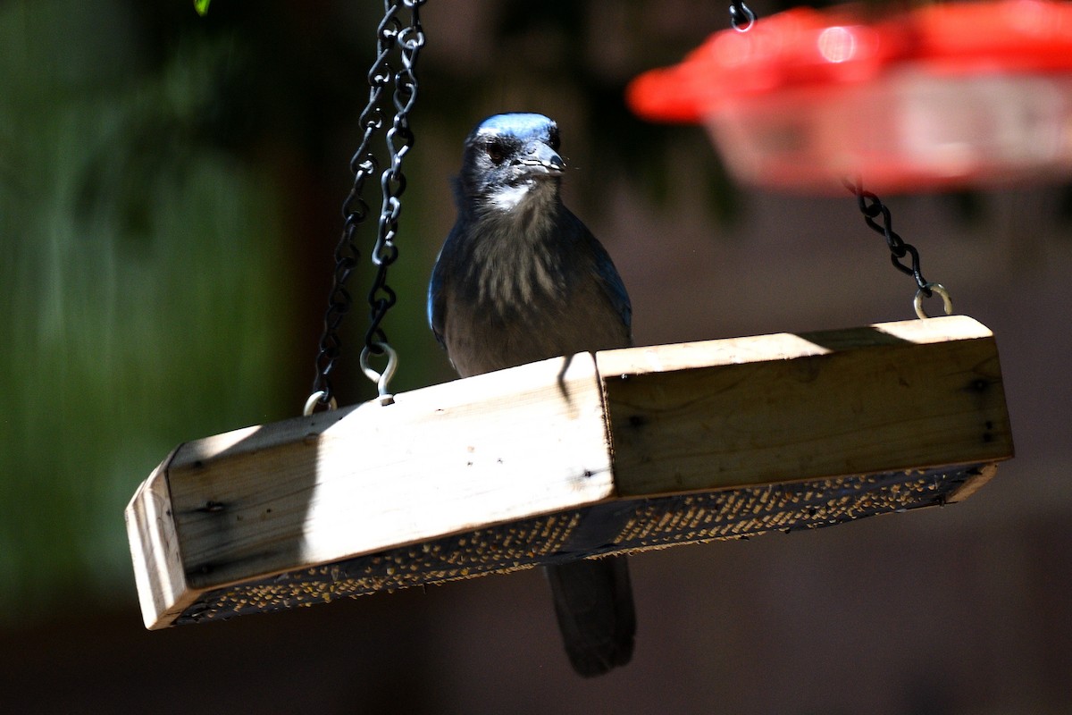 Woodhouse's Scrub-Jay - Hugh Whelan