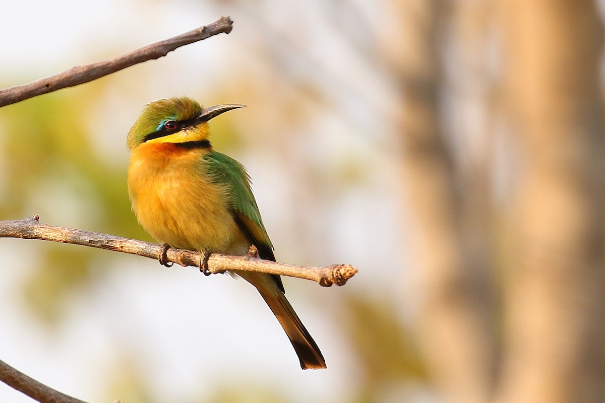 Little Bee-eater - ML116831101
