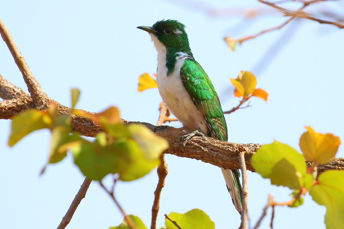 Klaas's Cuckoo - ML116831121