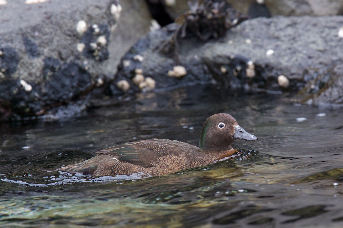 Auckland Islands Teal - ML116831341